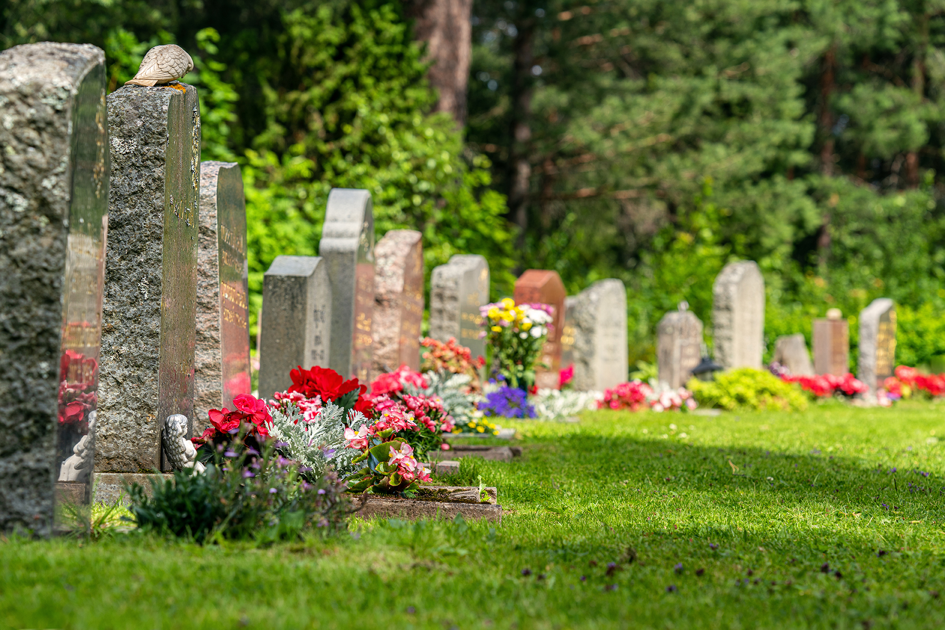 Curved row of grave stones with red and pink flowers Curved row of grave stones with red and pink flowers